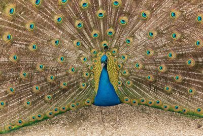 Peacock with fanned out tail