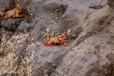 Crabs on rock at beach