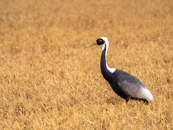 Side view of a bird on field