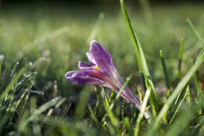 Close-up of raindrops on purple flower