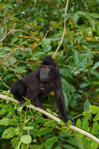 Monkey sitting in a forest