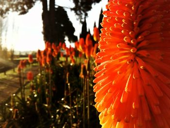 Close-up of orange flower