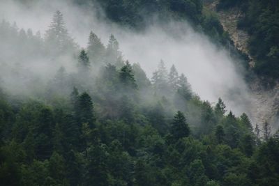 Trees in forest