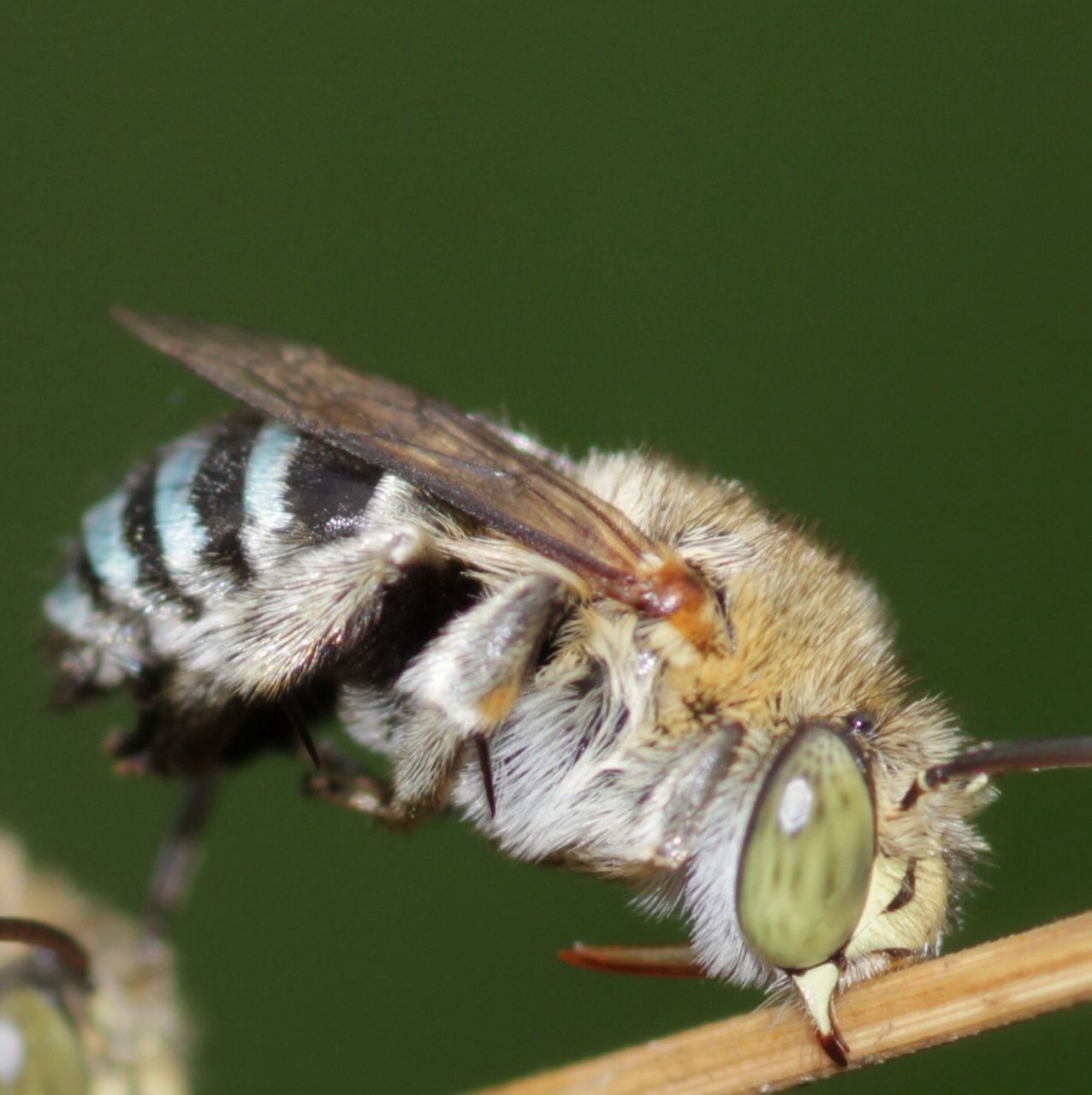 animal themes, animals in the wild, one animal, insect, wildlife, close-up, focus on foreground, flower, nature, selective focus, perching, bee, pollination, zoology, animal wing, day, beauty in nature, outdoors, honey bee, no people