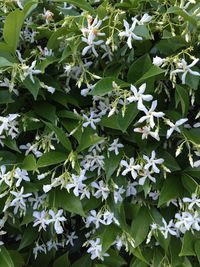 Close-up of flowers blooming outdoors