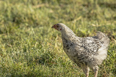 Close-up of bird on field