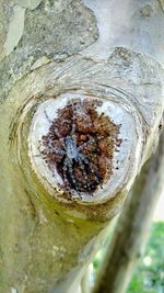 Close-up of tree trunk