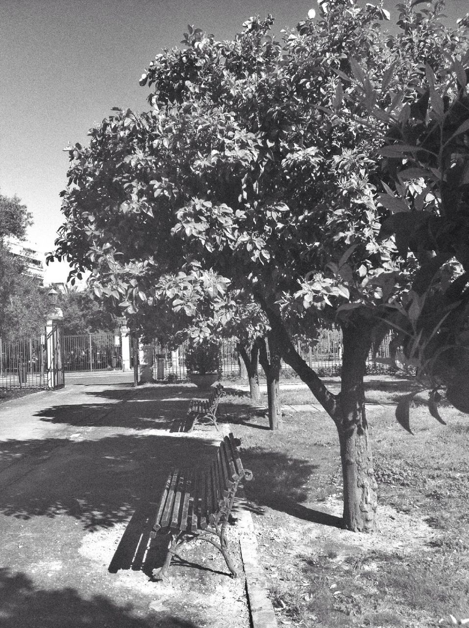 tree, park - man made space, bench, growth, park, sunlight, branch, nature, shadow, tranquility, incidental people, day, built structure, footpath, outdoors, sky, tree trunk, architecture, beauty in nature, tranquil scene