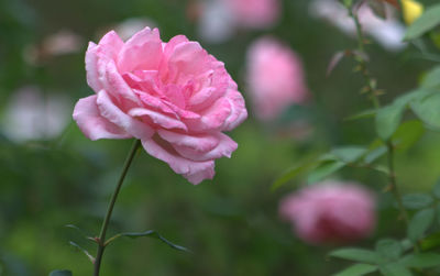 Close-up of pink rose. queen elisabeth rose.