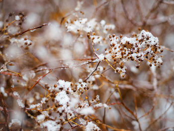 Close-up of cherry blossom during winter