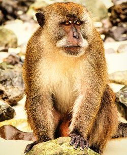 Close-up of monkey sitting on rock