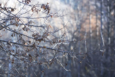 Low angle view of tree branches during winter