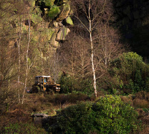 Trees and plants growing in farm