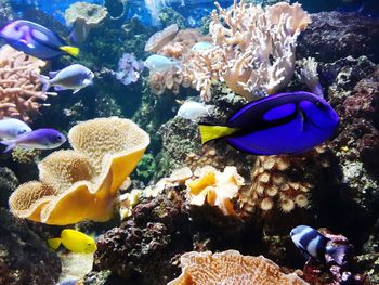 Close-up of fish in aquarium