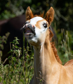 Close-up of a horse on field