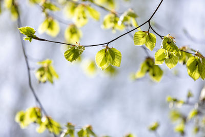 Low angle view of plant against sky