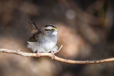 Close-up of bird perching on branch