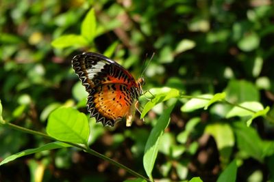 Butterfly on leaf