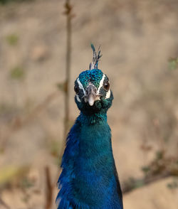 Close-up portrait of a peacock