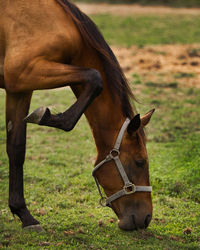 Horse on field