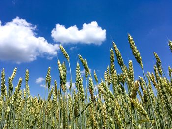 Low angle view of stalks in field against sky