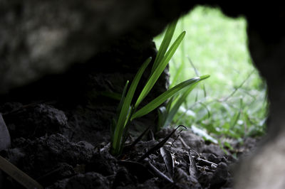 Close-up of fresh green plant in field