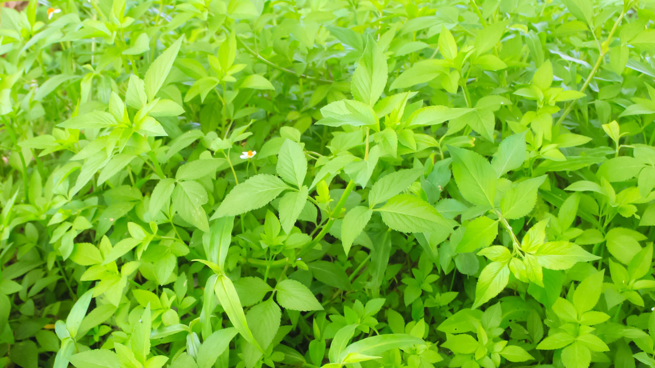 green, plant, leaf, plant part, growth, nature, full frame, backgrounds, beauty in nature, vegetable, produce, field, food, no people, freshness, day, land, flower, outdoors, crop, foliage, lush foliage, food and drink, herb, tranquility, agriculture, close-up, lawn