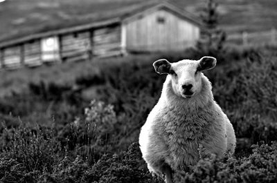 Portrait of sheep on field