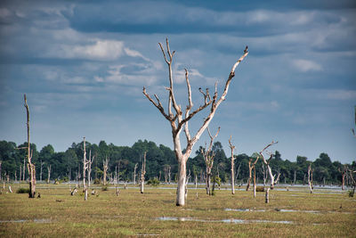 Scenery view of a lake with dead trees around neak poan temple in cambodia