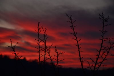 Low angle view of silhouette trees against dramatic sky