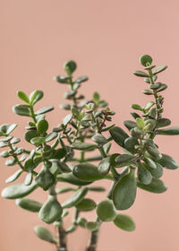 Close-up of potted plant against white background