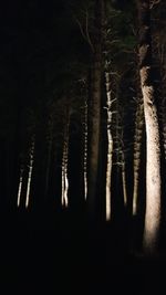 Close-up of trees at night