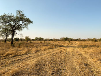 Trees on field against clear sky