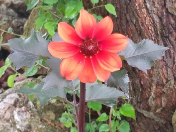 Close-up of red flower