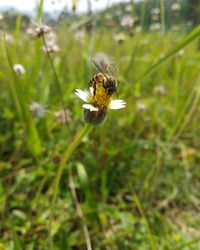 Close-up of insect on flower