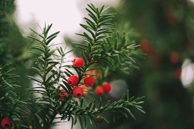 Close-up of red plant