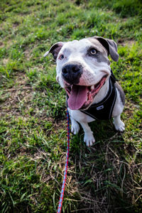 Portrait of dog sitting on grass