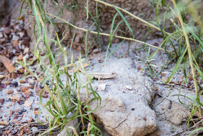 Close-up of plants