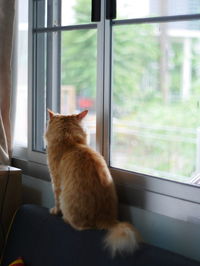 Cat looking through window