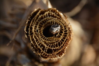 Close-up of dry plant pod