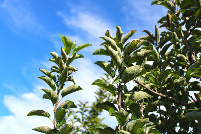 Low angle view of fresh green leaves against sky