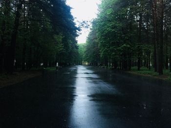 Wet road amidst trees in forest