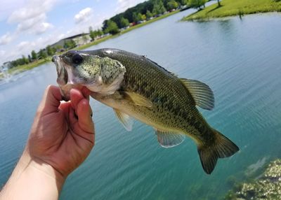 Cropped image of hand holding fish