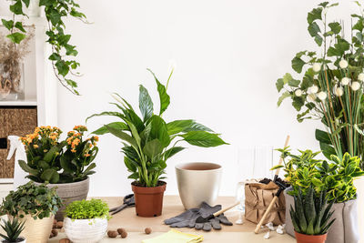 Potted plant against wall