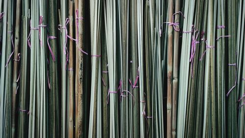 The view of fresh green rattan  and bamboo from old shop at chinatown