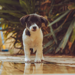 Portrait of puppy standing outdoors