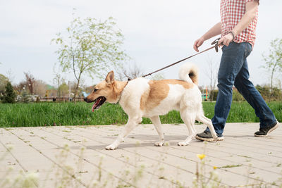 Summer leisure time, pet care and training. profile shot of a young guy walking his dog in a park 