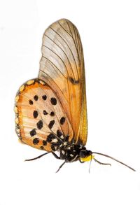 Close-up of butterfly on white background