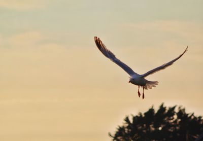 Low angle view of a bird flying