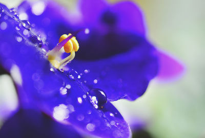 Close-up of water drops on purple flower